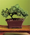 Özel ve etkilemek isteyenler için bonsai bitkisi minyatür ağaç