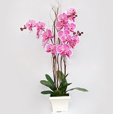 Ankara Eryaman Bağlum Çiçekçi firma ürünümüz 2 saksı orkide çiçeği canlı çiçekler