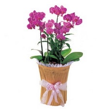 Ankara Eryaman çiçek gönder firması şahane ürünümüz iki dal saksı orkide çiçeği bitkisi