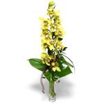 Ankara Eryaman çiçekçilik görsel çiçek modeli firmamızdan tek dal vazoda kesme orkide çiçeği