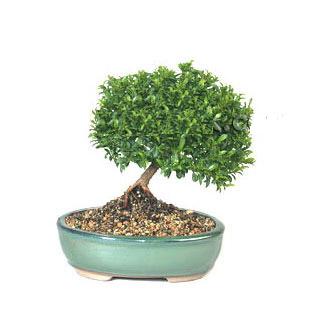 Ankara Eryaman Çankaya Çiçekçi firma ürünümüz Bonsai küçük japon ağacı iç mekan süs bitkisi