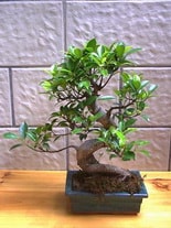 Ankara Eryaman Elvankent Çiçekçi firması ürünümüz Bonsai küçük japon ağacı iç mekan süs bitkisi