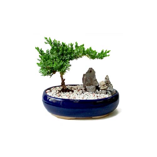 Bonsai küçük japon ağacı iç mekan süs bitkisi Özel bir tanzim isteyenler için 