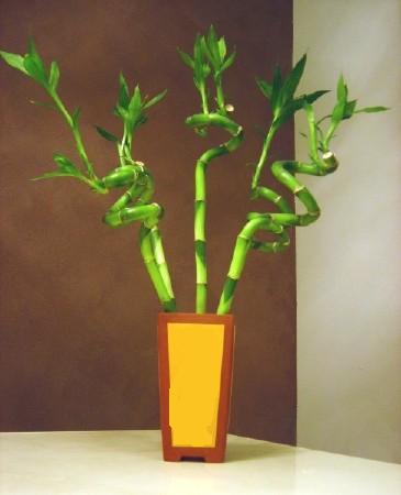 Sizlere özel farklı bir tanzim modeli Lucky Bamboo şans meleği çiçeği bambu çiçeği