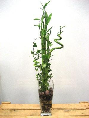 Ankara Eryaman çiçek yolla dükkanımızdan Lucky Bamboo şans meleği çiçeği bambu çiçeği