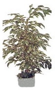 Ankara Eryaman Etimesgut Çiçekçi firma ürünümüz Ficus starlight benjamin saksı çiçeği iç mekan bitkileri süs bitkisi