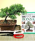 Ankara Eryaman Etimesgut ieki firma rnmz Bonsai kk japon aac i mekan ss bitkisi