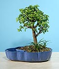 Ankara Eryaman iek gnder firmamzdan grsel rn bonsai japon minyatr saks iei i mekan bitkileri ss bitkisi