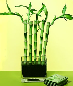 Ankara Eryaman iekilik grsel iek modeli firmamzdan Lucky Bamboo ans melei iei bambu iei